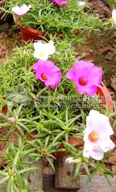 Portulaca pink